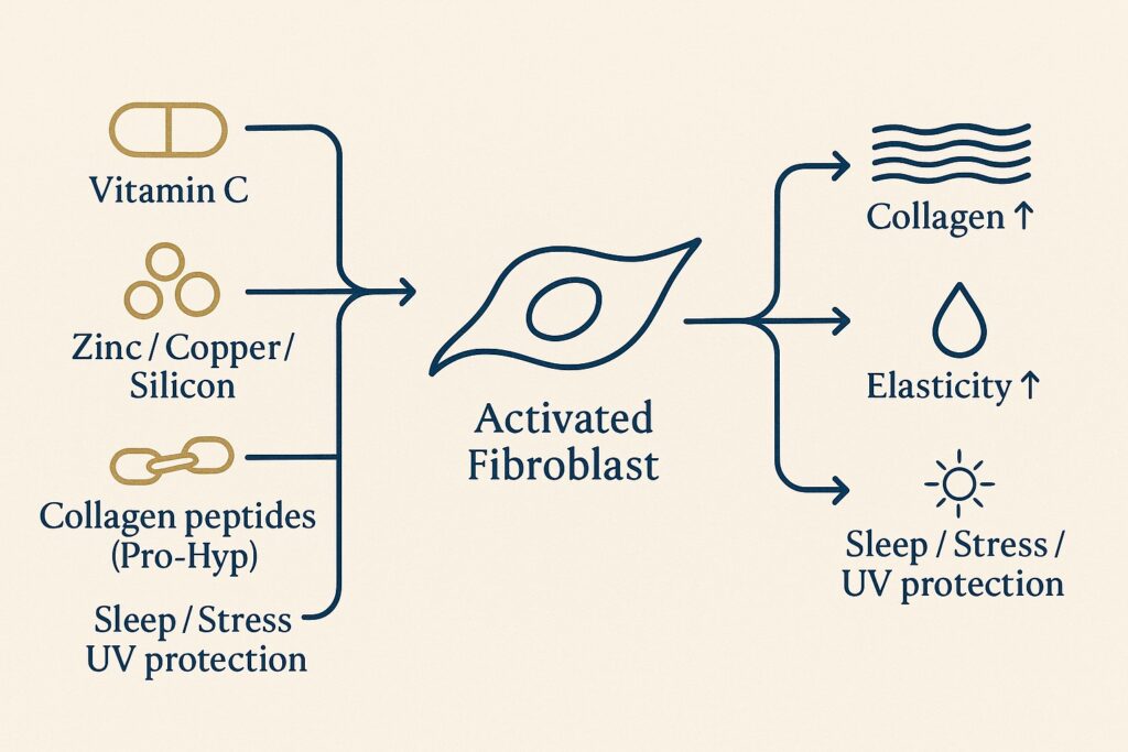 illsutration of factors, lifestyle and nutrients impacting collagen production