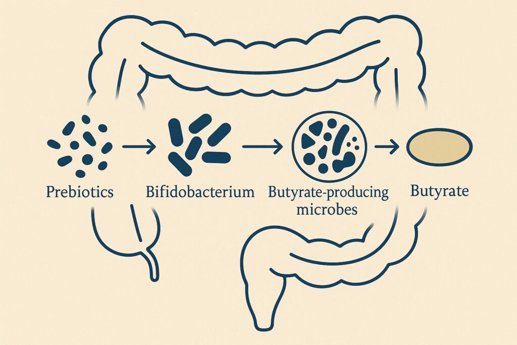 Abstract illutration of how butyrate is produces in teh body