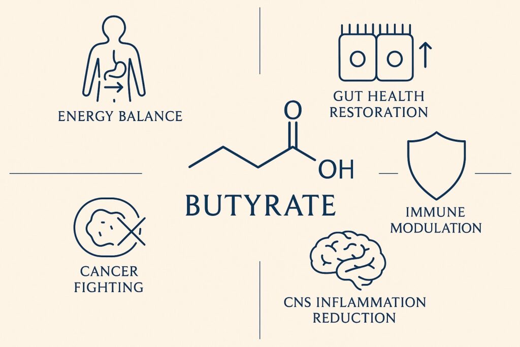 Benefits of butyrate for gut and overall health