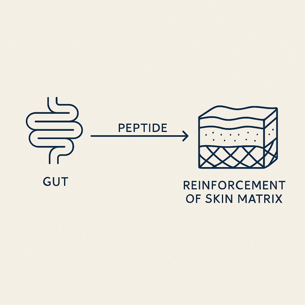 diagram showing Gut skin axis