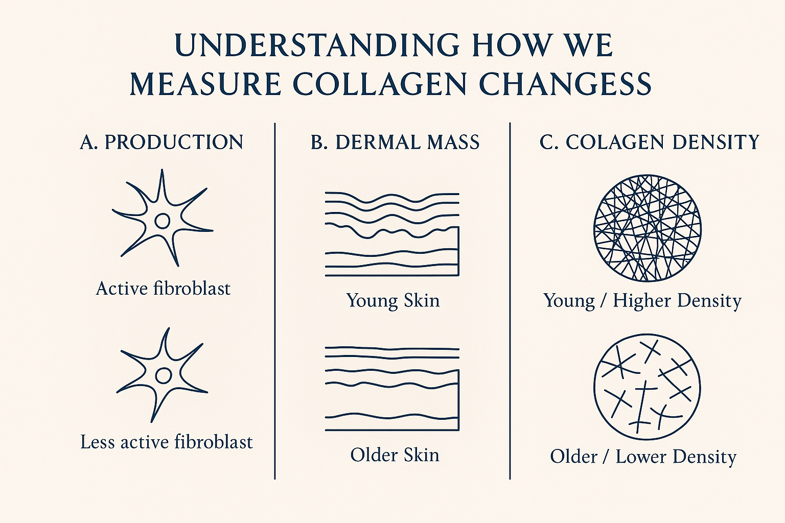 Multi-panel infographic illustrating three ways collagen changes with age: reduced fibroblast production, decreased dermal mass, and lower collagen density in the skin.