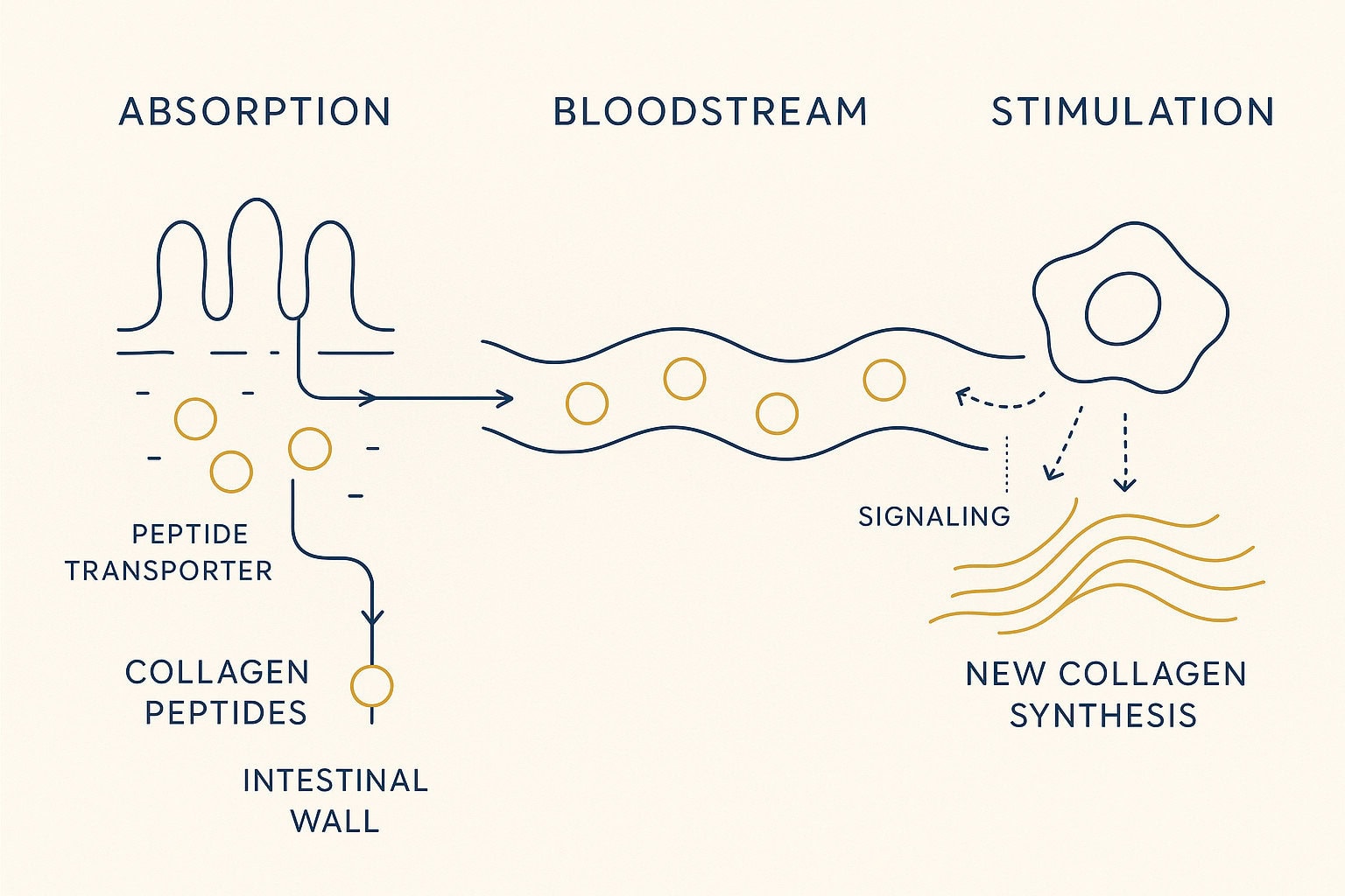 Diagram showing how absorbed hydrolysed bovine collagen peptides can signal skin fibroblasts to increase collagen and elastin production.