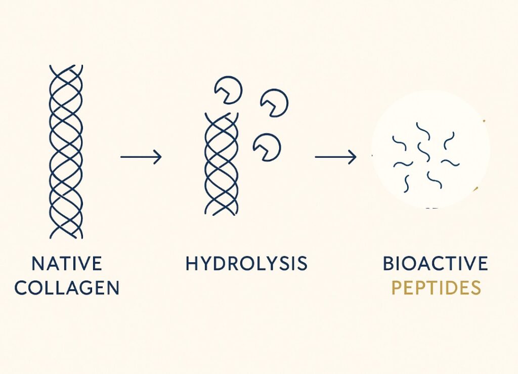 Infographic illustrating what are Hydrolyzed collagen peptides