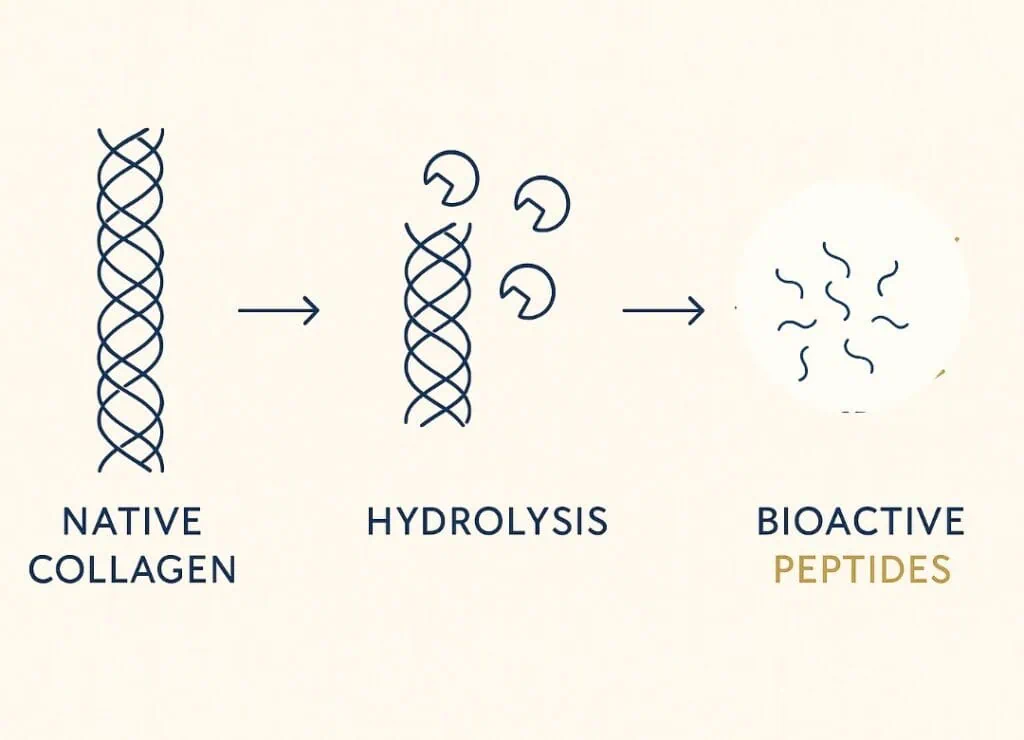 Infographic illustrating what are Hydrolyzed collagen peptides