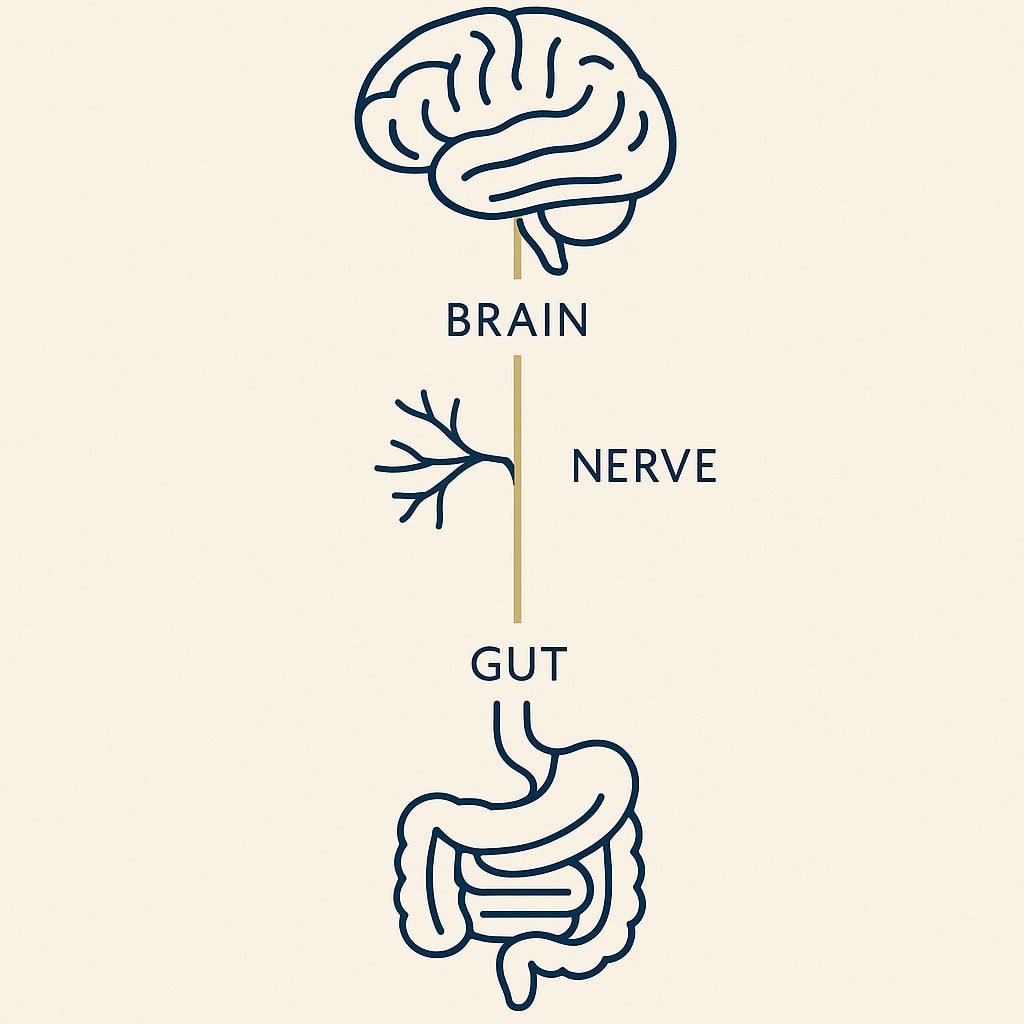 Diagram of the Gut Brain Axis