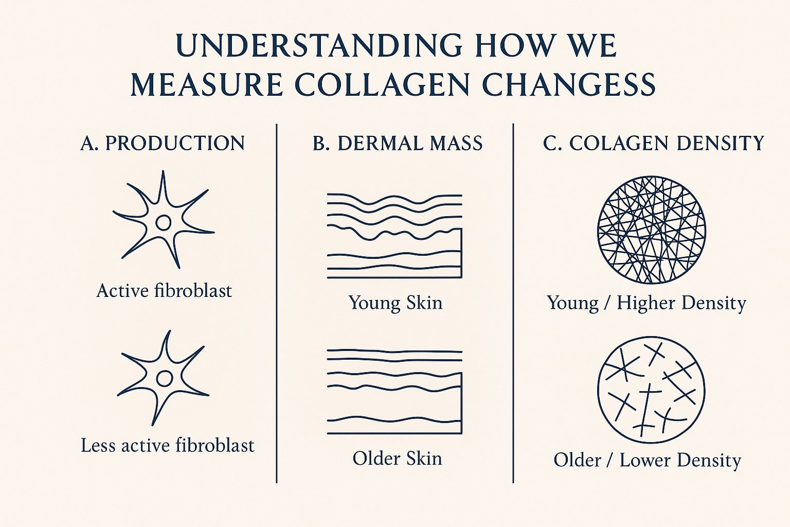 Multi-panel infographic illustrating three ways collagen changes with age: reduced fibroblast production, decreased dermal mass, and lower collagen density in the skin.