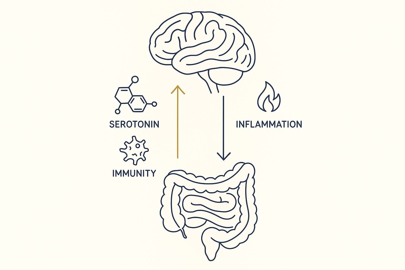 The bi directional connection between the gut and brain, gut-brain axis