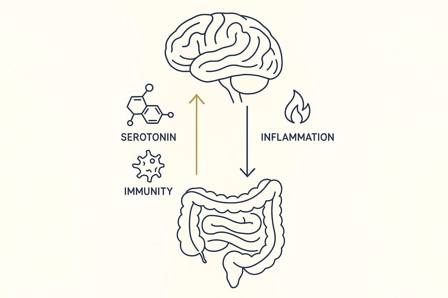 The bi directional connection between the gut and brain, gut-brain axis