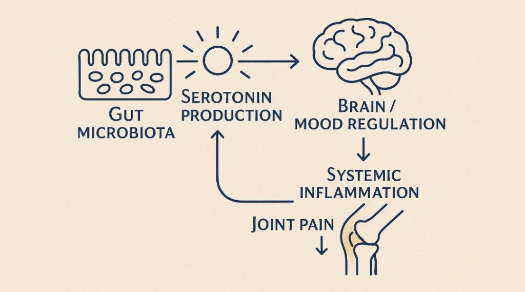 Importance of Gut Brain axis during Menopause3