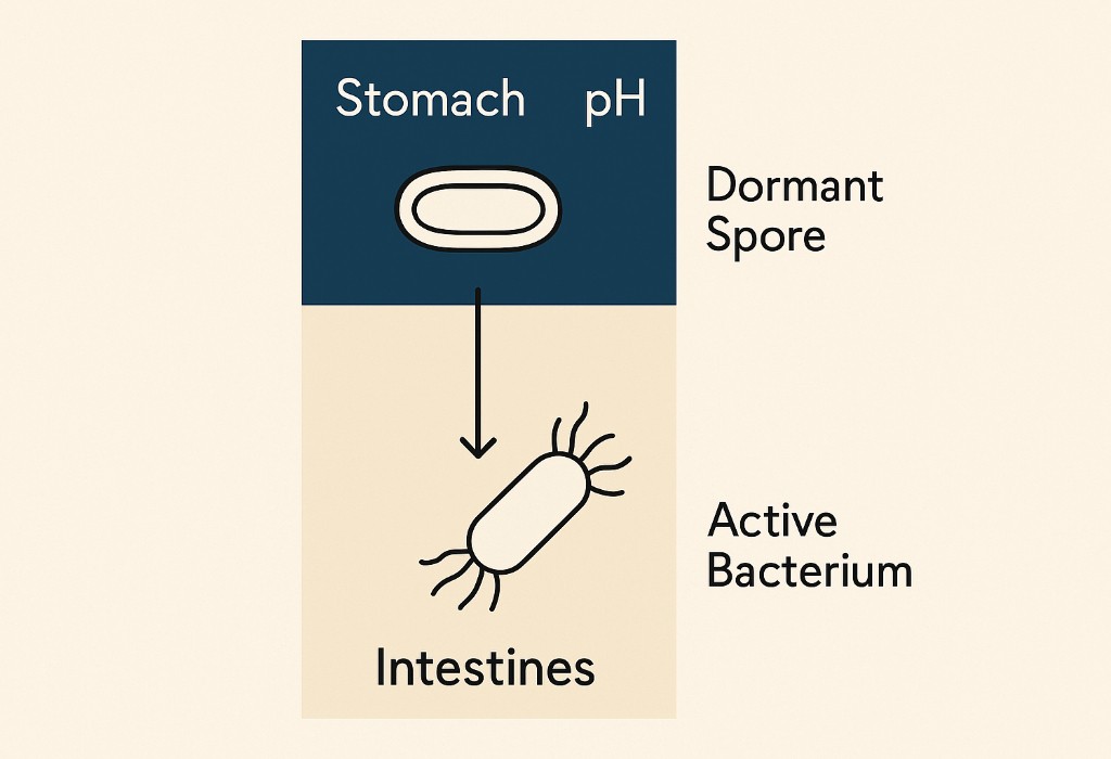 how Sporebiotics get through stomach acids