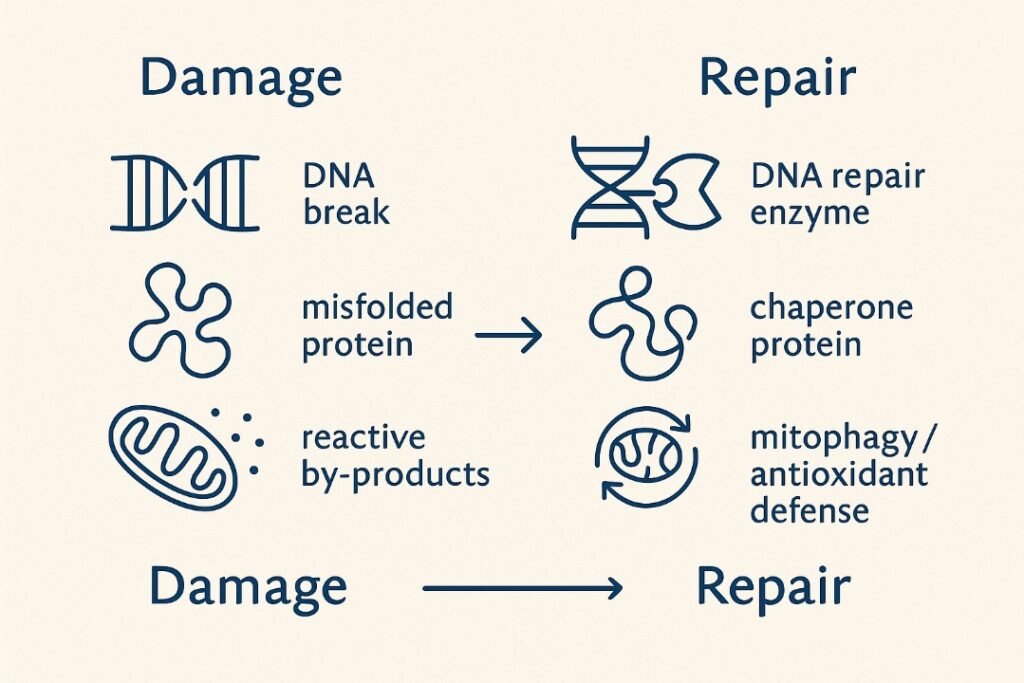 Renewal vs Damage as concept in aging and cellulatr aging