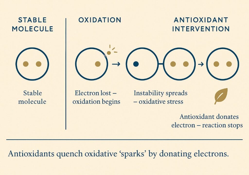 How antioxidants stabilise free radical