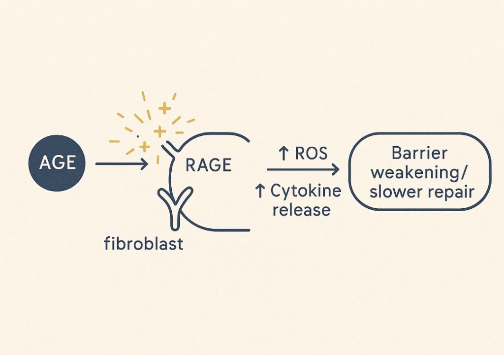 Impact of RAGE and Oxidation on skin Collagen