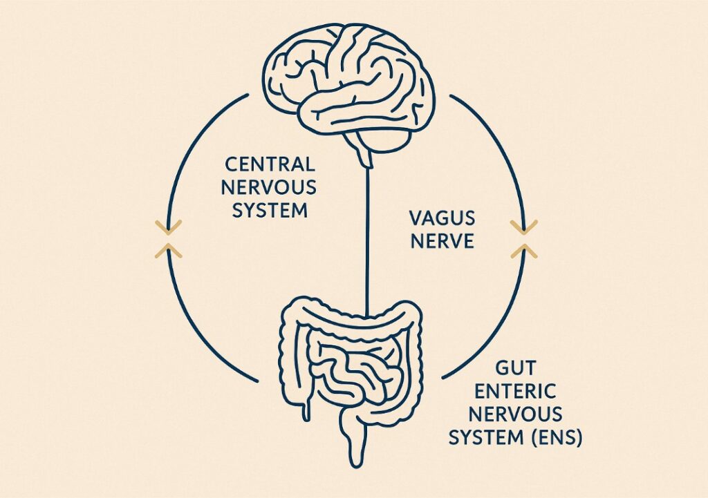 Gut Brain axis Vagus Nerve