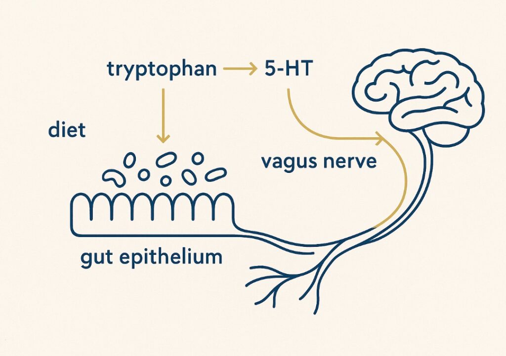 Gut Brain axis