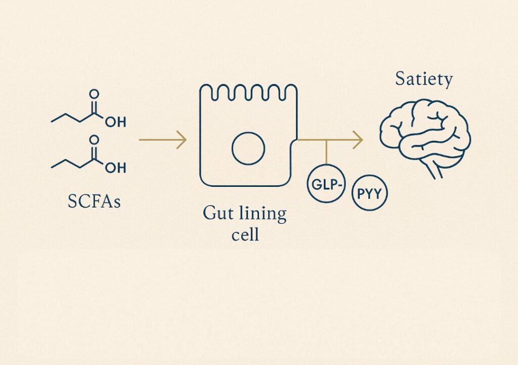 A diagram illsutrating how SCFAs impact glucose metabolism through GLP-1