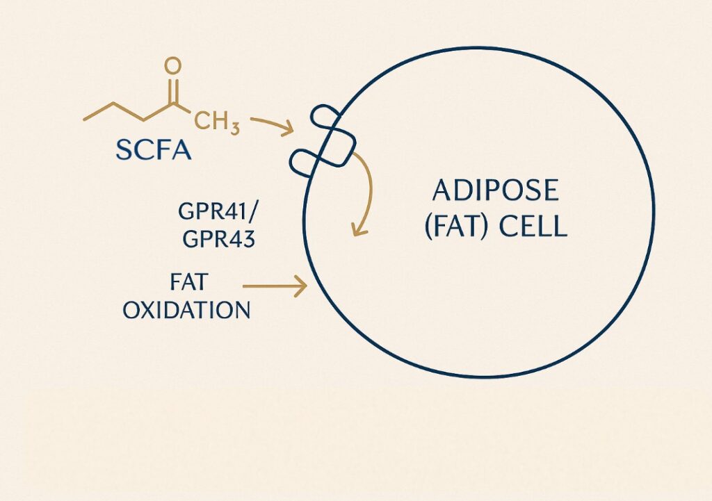 A diagram showing how SCFA support Fat Metabolism