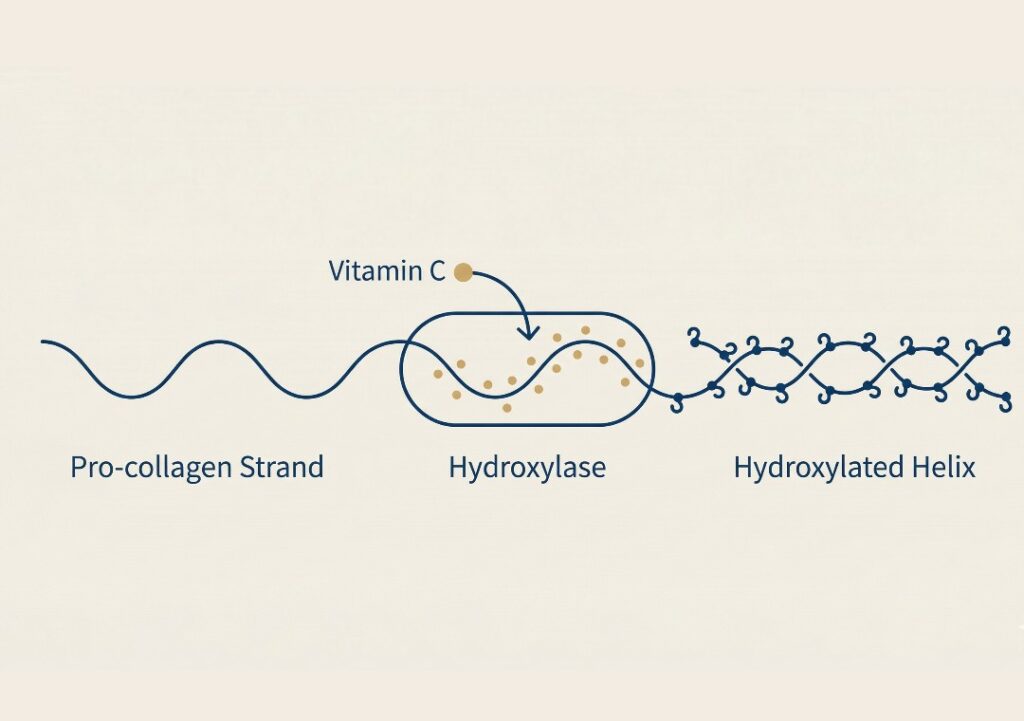 How Vitamin C Stabilises Collagen Fibrils