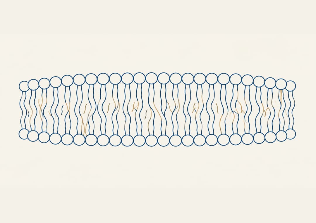 Untitled design (31) Omega 3 and Omega 6 illustration