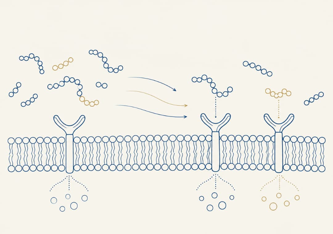 Bioactive peptides roles in healthy ageing